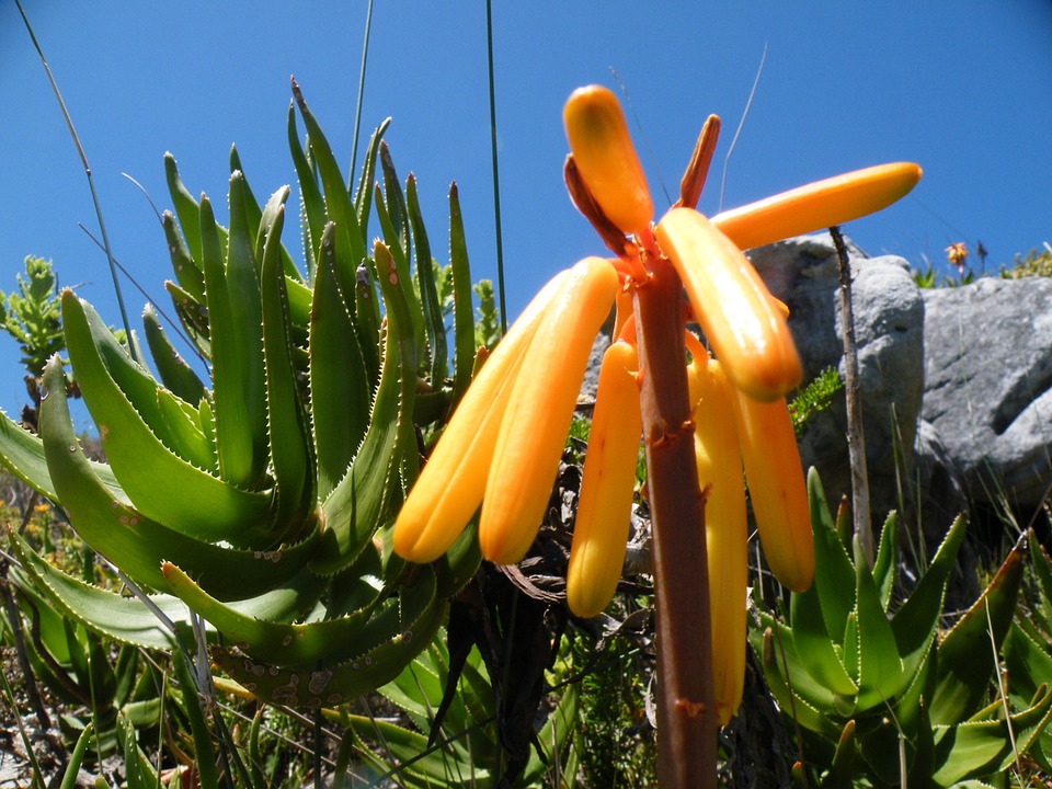 Aloe